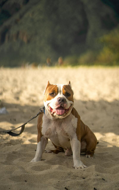 ¿Existen los Perros Potencialmente Peligrosos?